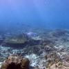 Picture taken during the dive