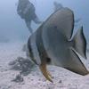 Picture taken during the dive