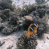 Picture taken during the dive