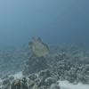 Picture taken during the dive