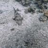 Picture taken during the dive