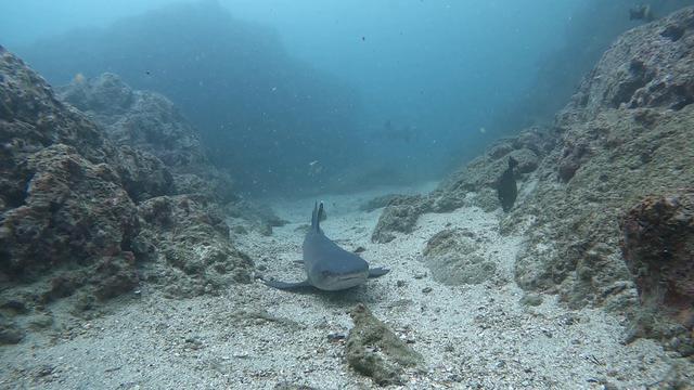 Diving in Sardinal, Costa Rica - By David 'dibs' Bishop