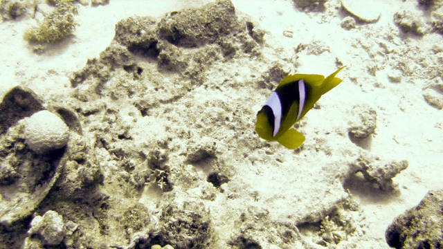 Ocean College - Dive Center in Egypt
