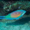 Picture taken during the dive