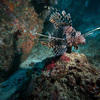 Picture taken during the dive