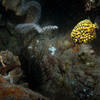 Picture taken during the dive