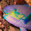 Picture taken during the dive