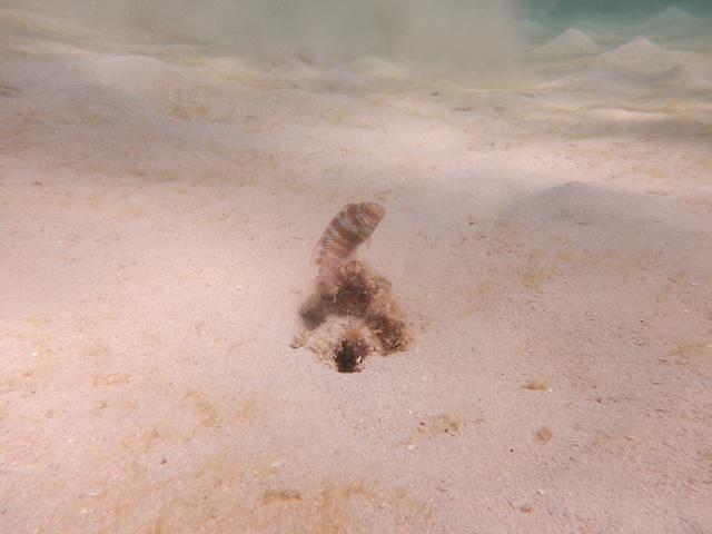 Divewederfoort - Dive Center in Netherlands Antilles