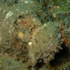 Picture taken during the dive