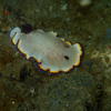Picture taken during the dive
