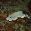 Picture taken during the dive