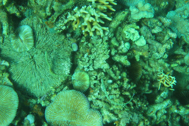 Vietnam Explorer - Dive Center in Viet Nam