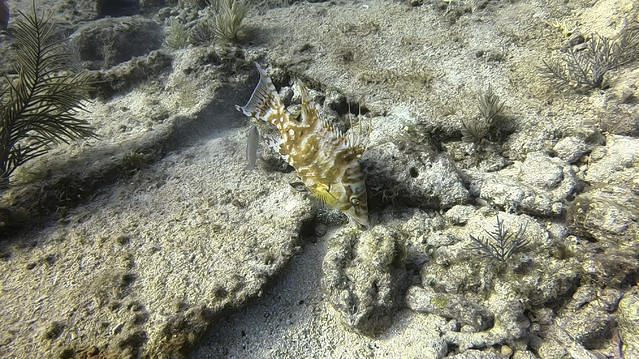 Diving in United States, Key Largo, Florida - By Smmcdonald