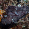Picture taken during the dive