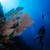 Picture taken during the dive