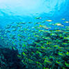 Picture taken during the dive