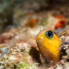 Picture taken during the dive
