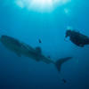 Picture taken during the dive