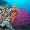 Picture taken during the dive