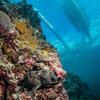Picture taken during the dive