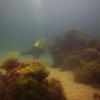 Picture taken during the dive