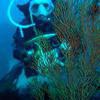Picture taken during the dive