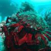 Picture taken during the dive