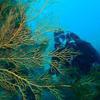 Picture taken during the dive