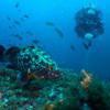 Picture taken during the dive