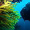 Picture taken during the dive