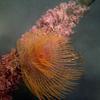 Picture taken during the dive