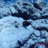 Picture taken during the dive