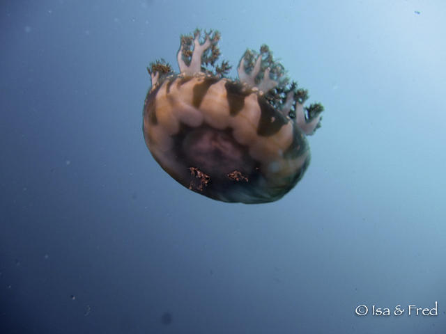 Plongee France Ikandive - Dive Center in Indonesia