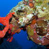 Picture taken during the dive