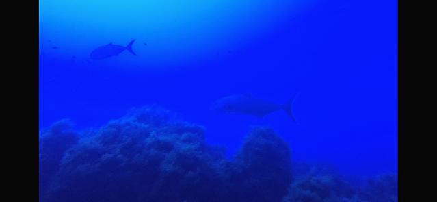 MISTER JUMP - Dive Center in Italy