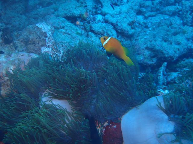 Scubacaribe - Dive Center