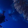 Picture taken during the dive