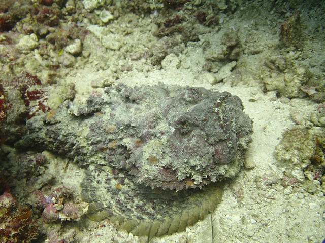 Murex Dive - Dive Center in United States