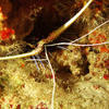 Picture taken during the dive