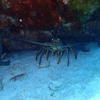 Picture taken during the dive