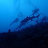 Picture taken during the dive