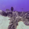Picture taken during the dive