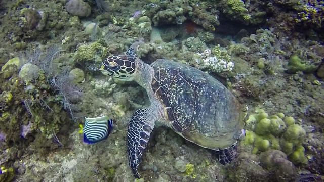 Pro Dive Bali - Dive Center in Indonesia