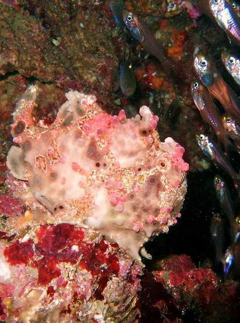Phi Phi Scuba Diving Center - Dive Center in Thailand