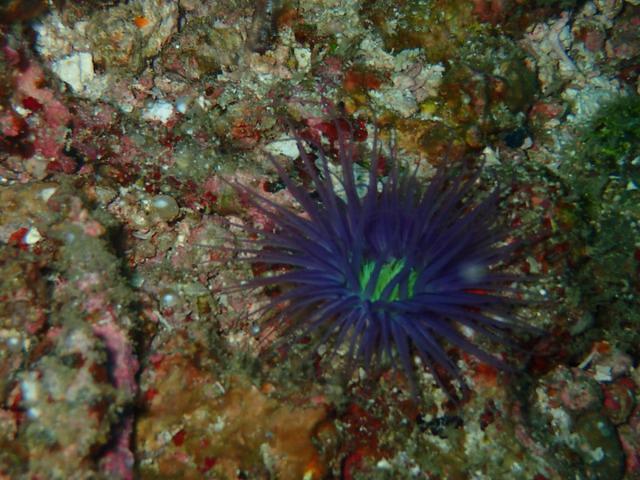 Dive Link Cebu - Dive Center in Philippines