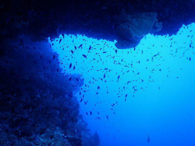 Black Marlin Diving - Dive Center in Indonesia
