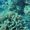 Picture taken during the dive
