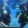 Picture taken during the dive