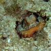Picture taken during the dive