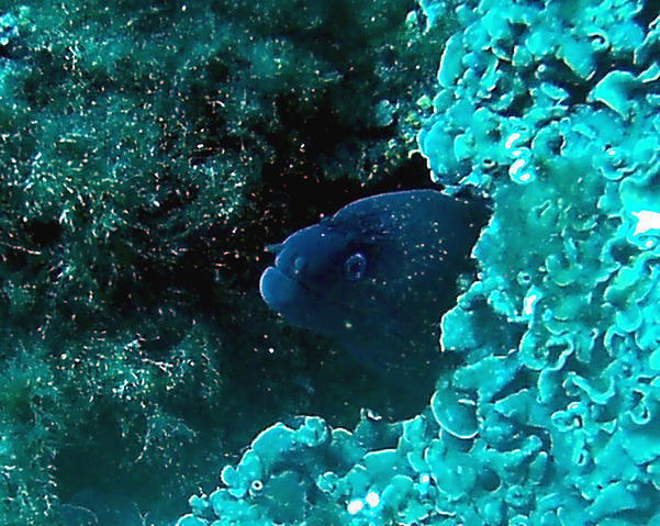 DIVE ACADEMY SANTA POLA - Dive Center in Espagne